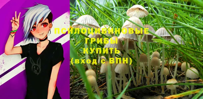 Псилоцибиновые грибы Cubensis  Анапа 